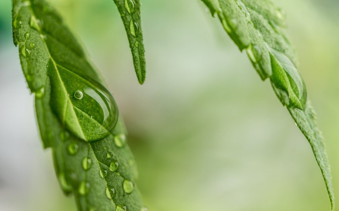 Choosing Cannabis Over Alcohol – Is Gen Z Doing It Right?