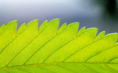 Marijuana Health Benefits