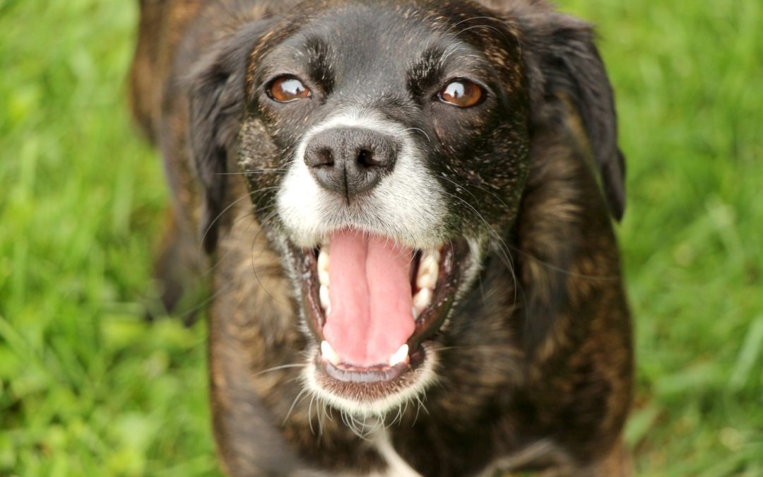 Top 10 Reasons Why CBD Oil Is Good For Your Dog